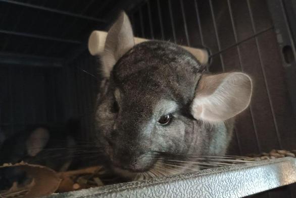 Photo of a chinchilla looking grumpy and half asleep in the morning sunlight