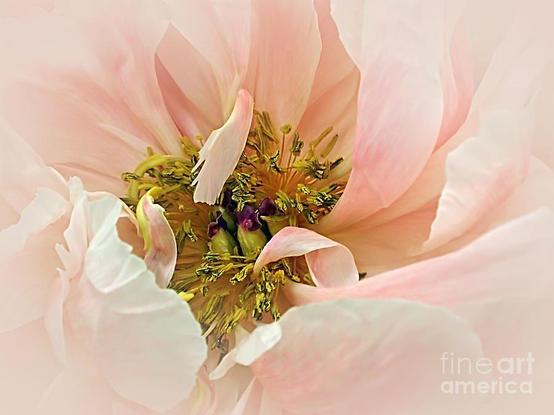 A macro or close up of a pretty pastel pink Peony flower with a soft vignette and central focus.  They have compound, deeply lobed leaves and large, often fragrant flowers, in colors ranging from purple and pink to red, white or yellow, in late spring and early summer.By Kaye Menner Photography.