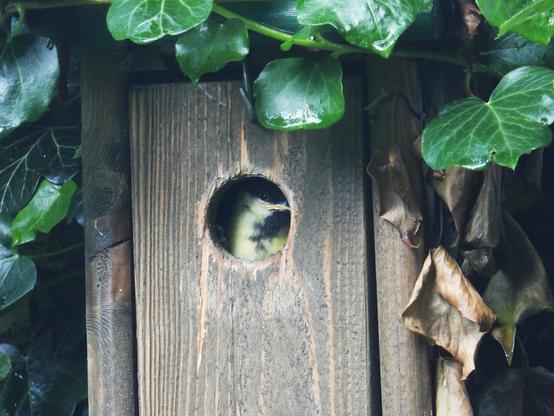 Jonge Koolmees in nestkast