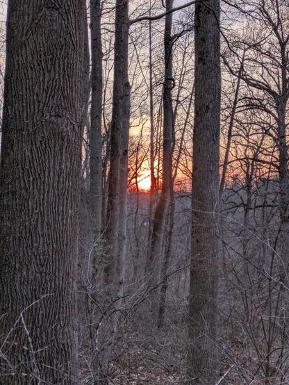 Photo of the sun rising as seen through the woods. The trees are tall, still bare and rough brown — their bark. The sun is an orange-gold burst of light, and the horizon glows gold and orange around it.
