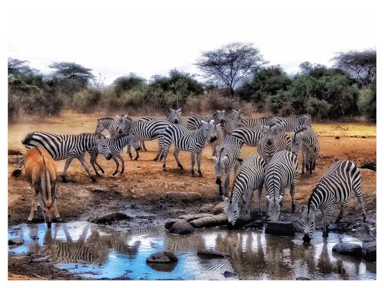 This is an art edited colour photo of busy water waterhole. Visiting the water is a dazzle of zebras and one elan drinking quietly to the left of the photo. As photographed in Amboseli, Kenya