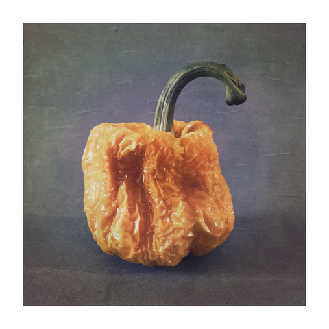 it's a photograph of a yellow pepper (a capsicum) that has sat in the kitchen and gone all wrinkly. what else can I tell you? it's going in the bin but I thought I'd photograph it first.