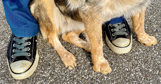My old black converse and my doggy’s feet. Asphalt underneath our feet. Converse are laced with thick gray laces. Her legs are kinda tan and speckled. 