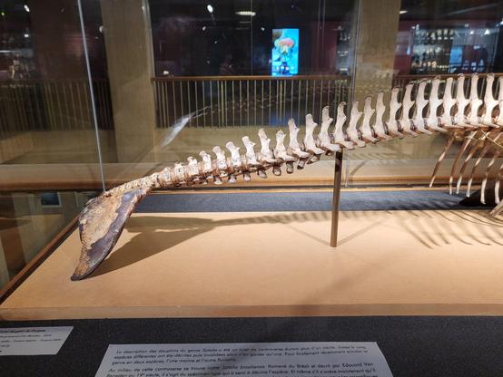 Skeleton of a Guiana dolphin in a glass case, shown in side view. The soft tissue of the fluke is preserved at the end of the tail.