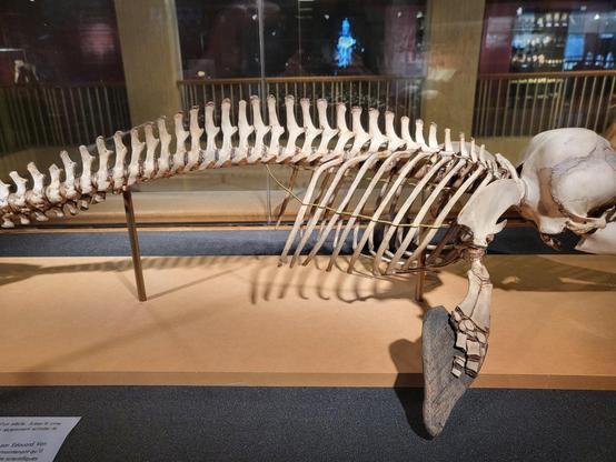Skeleton of a Guiana dolphin in a glass case, shown in side view. The soft tissue of the flippers is preserved, but some of the bones in the hand are missing.