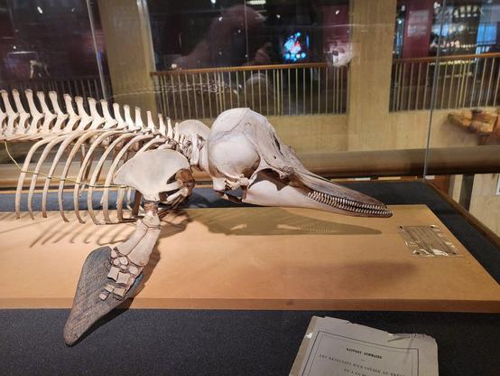 Skeleton of a Guiana dolphin in a glass case, shown in side view. The soft tissue of the flippers is preserved, but some of the bones in the hand are missing.
