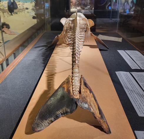 Skeleton of a Guiana dolphin in a glass case, viewed from behind. The soft tissue of the fluke is preserved at the end of the tail.