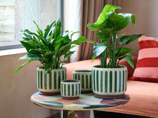 The Collection from Burgon & Ball - green and white pots