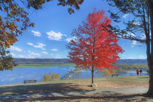 A vibrant red tree stands prominently in a park overlooking a serene Mississippi River.