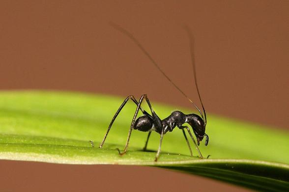 Larva de saltamontes que parece una hormiga con antenas muy largas.