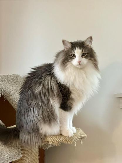 Thor, a fluffy grey and white bicolor half-Ragdoll cat, sitting on a cat house platform, looking directly at the camera. No water buffalos or earth buffalos were offended by the comparison. In fact, several told me that they were flattered. 