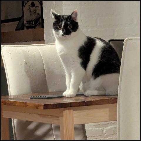 Lemon the cat staring defiantly at the camera from her perch atop the forbidden table.