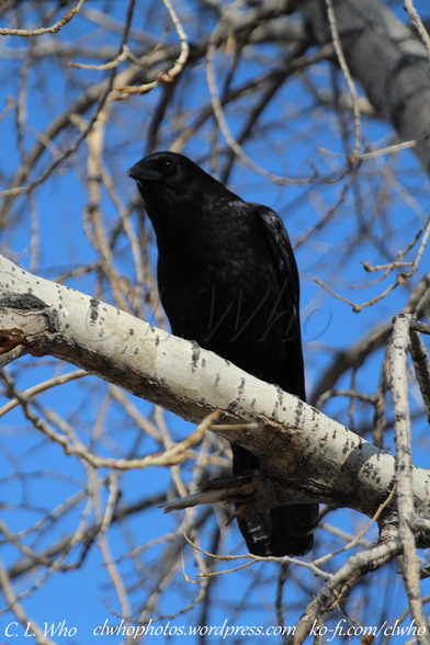 A crow resting in a tree on a clear day.