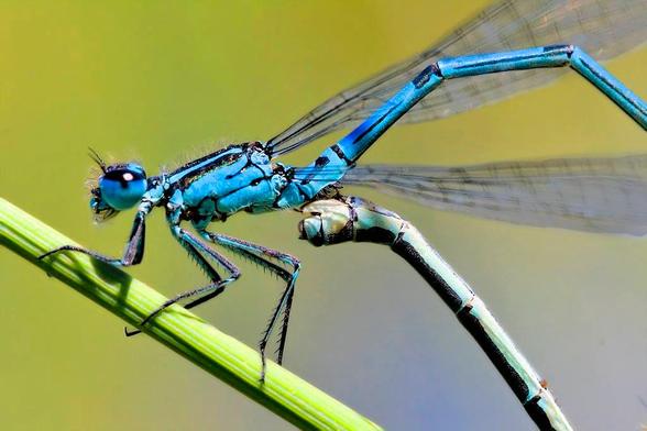 Foto de una cópula de la pequeña libélula. Cópula de estos diminutos odonatos. El macho, de color azul, presenta un curioso ensanchamiento en el segundo segmento abdominal con un dibujo en forma de herradura. Esta especie está presente en el norte de África, sur de Europa y en parte de Asia, hasta Japón. En la imagen se aprecia el detalle de como se transfiere el esperma del macho a la hembra.