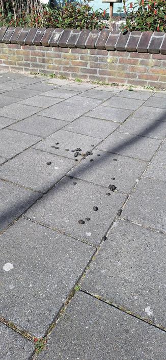 Damhertenkeutels op de stoep.