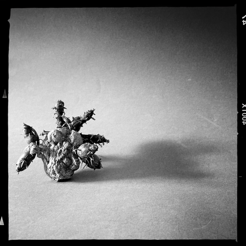 i respect the value in alt text, I sincerely do, but this is a black and white photograph of a wrinkly potato that I kept in captivity. It's a black and white photograph but it really isn't Fine Art. 