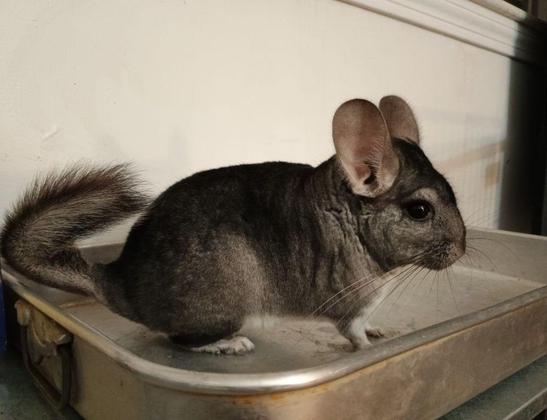 Photo of a chinchilla in a metal roasting pan on a shelf. Chinchillas look like they can't decide if they want to be a kangaroo, a rat, a squirrel, or a rabbit.