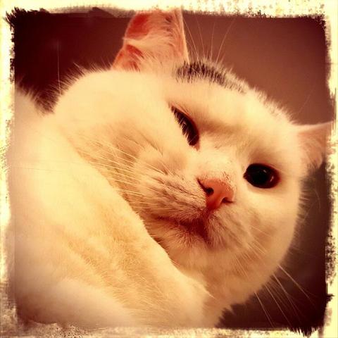 A picture of a cat.