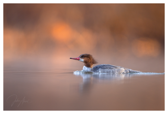 Wide frame.  Female Common Merganser is swimming in the lower third from the right to left into the frame with its eye roughly halfway into the frame horizontally.  The background is glowing golden with gold bokeh balls.  There is a soft reflection on the water.  The merganser has a pinkish bill, bronze head, white neck and silver back.