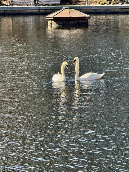 Swans on the pond