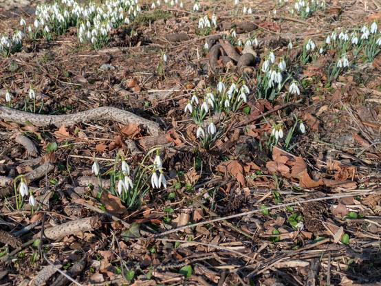 Photo of snowdrop flowers — low to the ground with green stems and white drooping petals — pushing up through brown leaf litter.