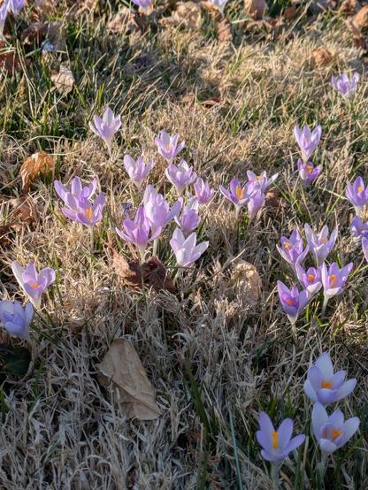 Photo purple crocuses — low to the ground with upright purple petals and a touch of orange in the interior — pushing up through brown grass.
