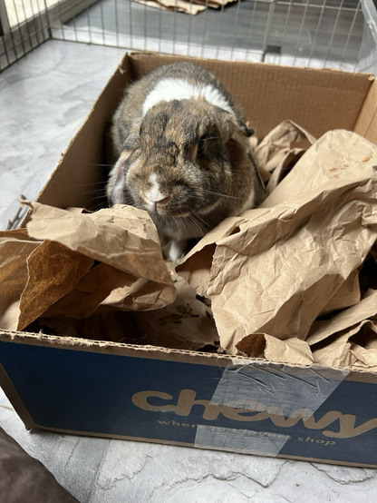 A brown and white bunny playing in a box