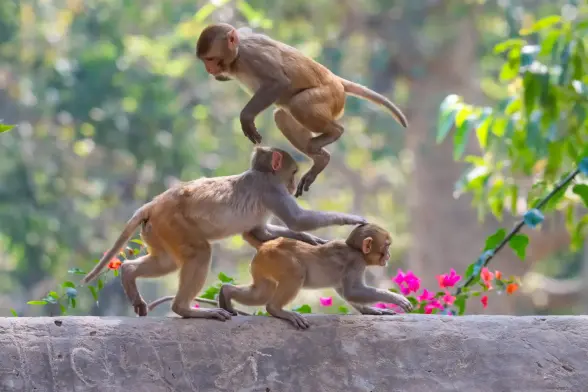 A family of three rhesus macaques play and leapfrog each other.