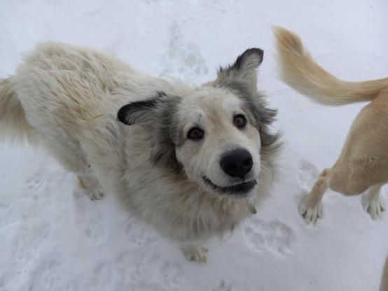 A very cute, very floofy great pyranees looking right at the camera with her ears sticking up at goofy angles.  She's mostly white, with a black nose and black fur on her ears.  You can see the tail and back legs of a yellowish dog next to her, and they're both standing on snow.