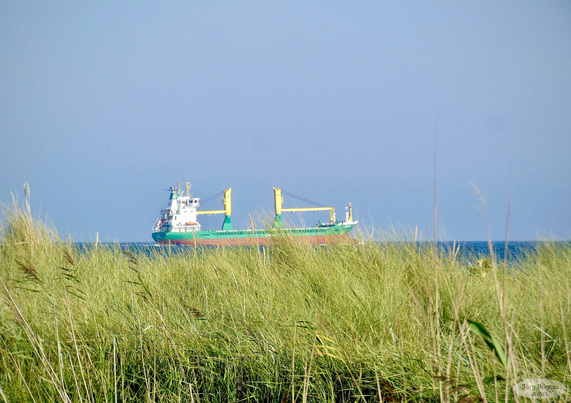 Das Bild zeigt ein Frachtschiff, das auf der Ostsee fährt vor dem Hintergrund eines klaren, blauen Himmels. Das Schiff ist grün und weiß gestrichen und hat mehrere Kräne. Im Vordergrund sind hohe Grashalme und Schilf zu sehen, die den Blick auf das Schiff teilweise verdecken. Das Bild vermittelt ein Gefühl von Ruhe und Weite.