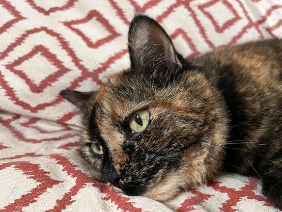 An old tortie lies on a blanket-covered couch thinking goofy thoughts. That’s it. That’s the whole photograph.