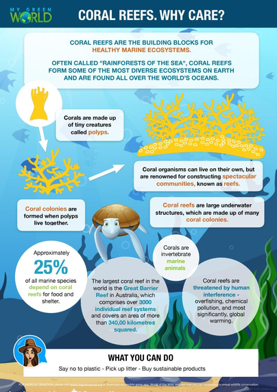 Coral reefs are the building blocks for healthy marine ecosystems. They form some of the most diverse ecosystems on earth!