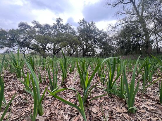 Ground view of a field of irises with live oak trees on the horizon in the background. 