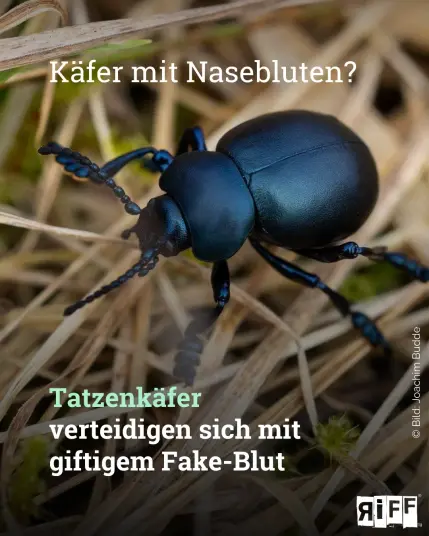Ein schwarzer Käfer mit langen Beinen läuft auf Stroh. Dazu der Text: Käfer mit Nasebluten? Tatzenkäfer verteidigen sich mit giftigem Fake-Blut.