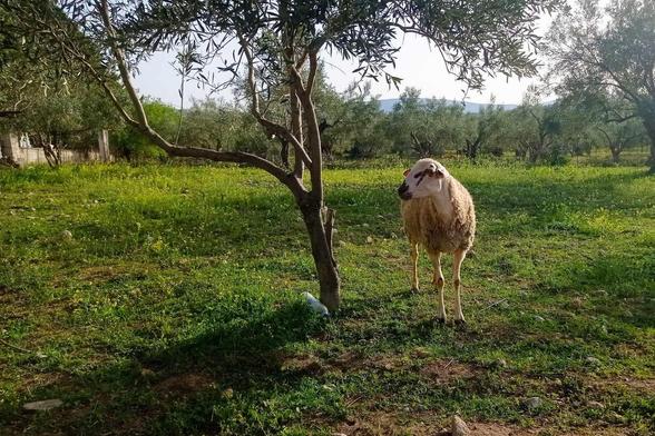 #agiosthomas #Spring #dimostanagras #viotia #tanagra #liatani #landscape