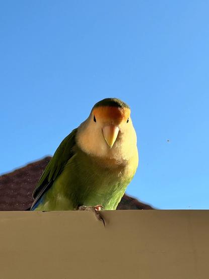A colorful parrot, predominantly green with a yellow and orange face, is perched on a ledge against a bright blue sky.