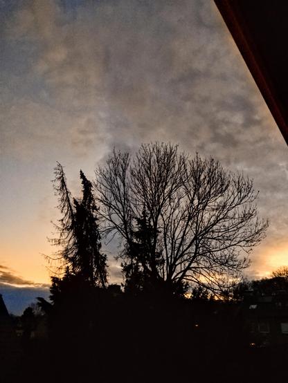 Tree silhouetted against twilight 
