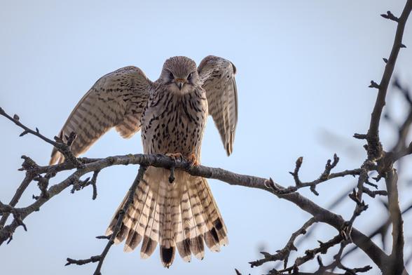 Turmfalke 



