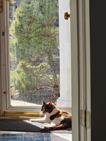 Calico cat laying on the floor in a sunbeam in front of an open door