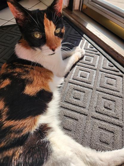 Calico cat looking at the camera while enjoying the sun