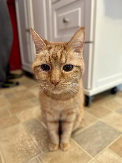 Loki, an orange tabby cat, sitting on a tan and grey faux stone vinyl floor, looking at the camera. An off-white kitchen cart and a man’s stockinged feet and pajama-clad legs are blurred in the background.  No oranges or brain cells were harmed in this photo. 