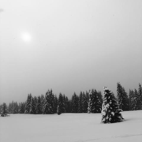 Un grande prato con un abete innevato e una fila di abeti in lontananza. Il cerchio del sole si intravvede dietro alla nebbia