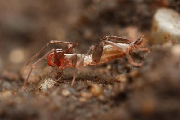 Arácnido con abdomen alargado y una pequeña cola al final.