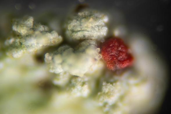 Part of a stalk of lichen (maybe Cladonia cariosa, but probably a Cladonia species) wholemount approximately 100X magnification. The stalk is light green and bumpy, with brown spots and a prominent red spot.