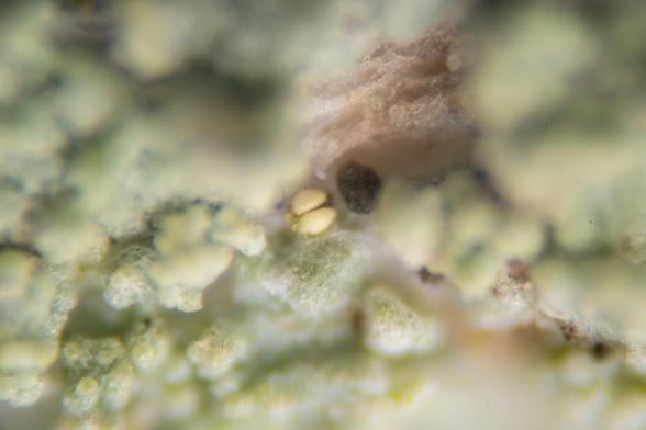 Part of a stalk of lichen (maybe Cladonia cariosa, but probably a Cladonia species) wholemount approximately 100X magnification. The stalk is light green and bumpy, with brown spots. There a two small white unidentified objects buried in the folds of the stalk's surface next to a hole.