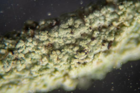 Part of a stalk of lichen (maybe Cladonia cariosa, but probably a Cladonia species) wholemount approximately 40X magnification. The stalk is light green and bumpy, with brown spots.