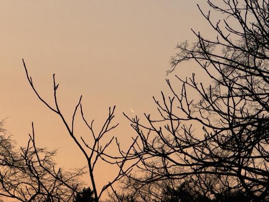 Vor einem gelblichen Himmel nach Sonnenuntergang ist aus der Ferne mittig ein kometenähnliches Himmelsphänomen mit goldenem Schweif zu sehen. Im Vordergrund einige dunkle Äste von Bäumen. 
