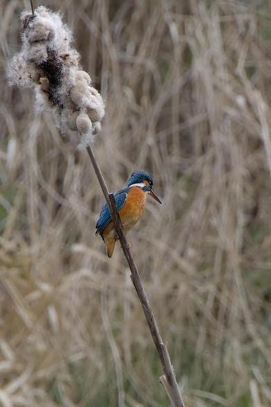 Common Kingfisher (Alcedo atthis ♀) Sitting on a Typha reed with a fluffy plume of old seed fluff and presumably funghal growths. The kingfisher looks down towards the water getting ready to dive for its meal.