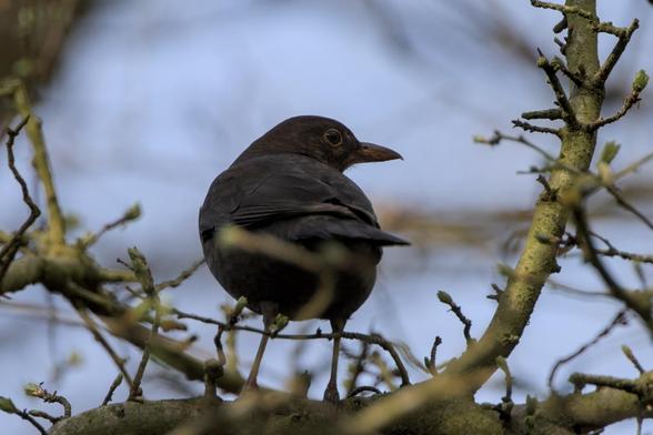 Eurasian Blackbird (Turdus merula) sitting on a twig that's starting to show buds of early spring, looking to the right and over its shoulder.