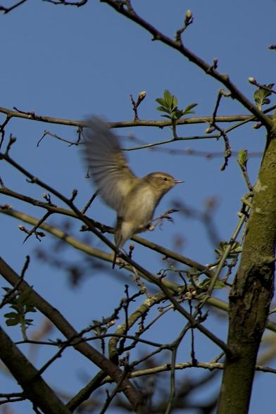 Common Chiffchaff (Phylloscopus collybita) flying towards its next branch to perch on, early leaves and buds can be seen coming from the twigs and branches. The chiffchaff has it's legs forwards in anticipation of landing and both wings towards the back, slightly motion blurred.